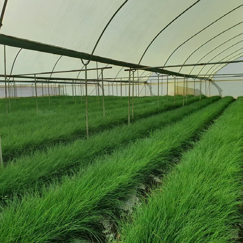 بذر تره ظرافت مدل BZ18396