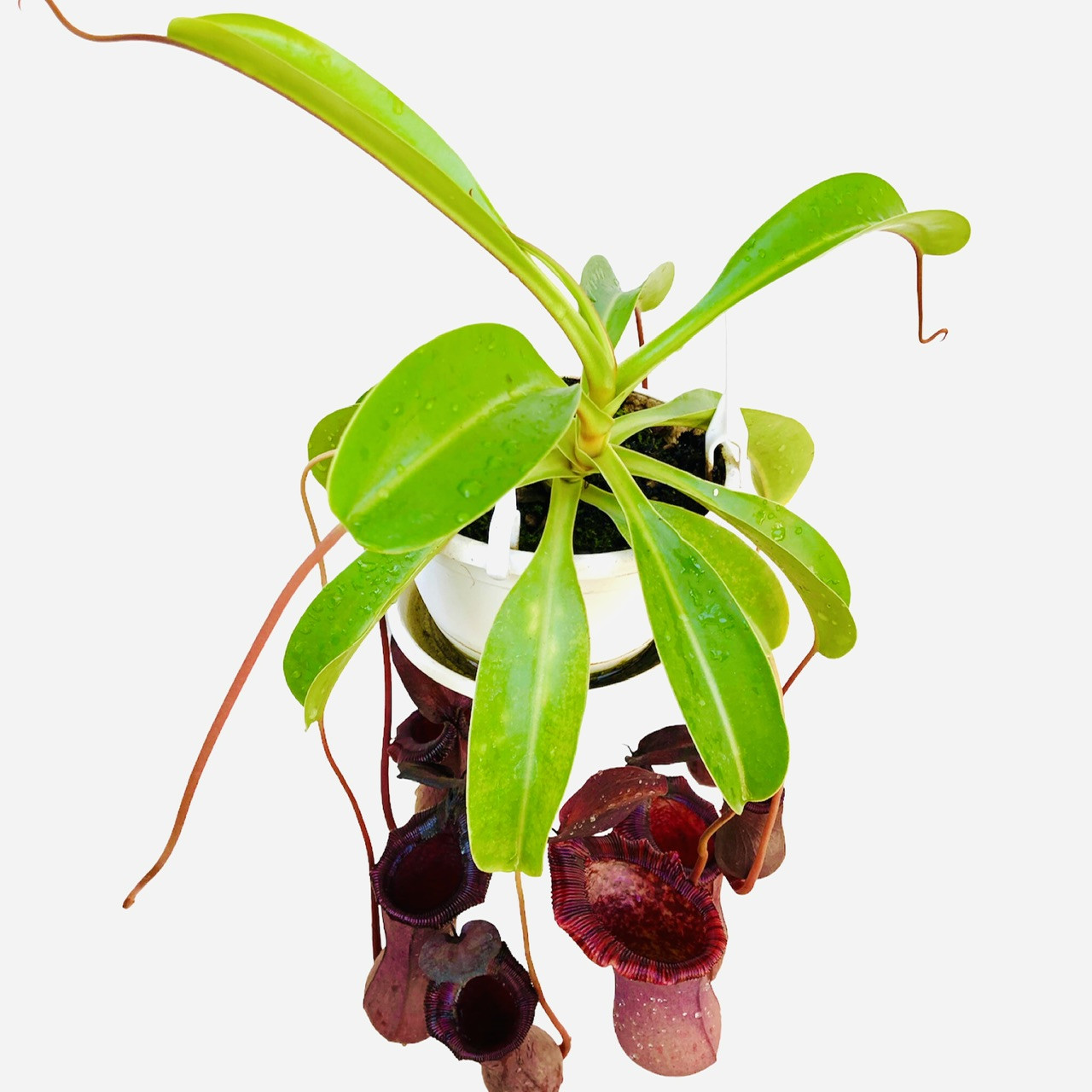 کیاه طبیعی گوشتخوار نپنتس مدل Lowii x Ventricosa کیاه طبیعی گوشتخوار نپنتس مدل Lowii x Ventricosa