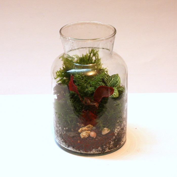 گیاه طبیعی تراریوم وابی کوزا مدل گیلاسی