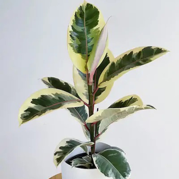 گیاه طبیعی فیکوس ابلغ تافکو کد 2x