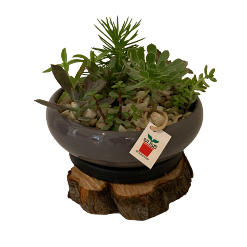 گیاه طبیعی ساکولنت گلباران مدل s09