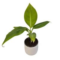 گیاه طبیعی نهال موز کاوندیش کد 07
