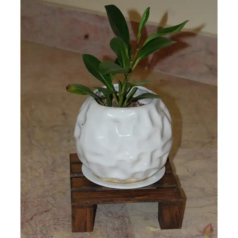 استند گلدان مدل Ramon-g1