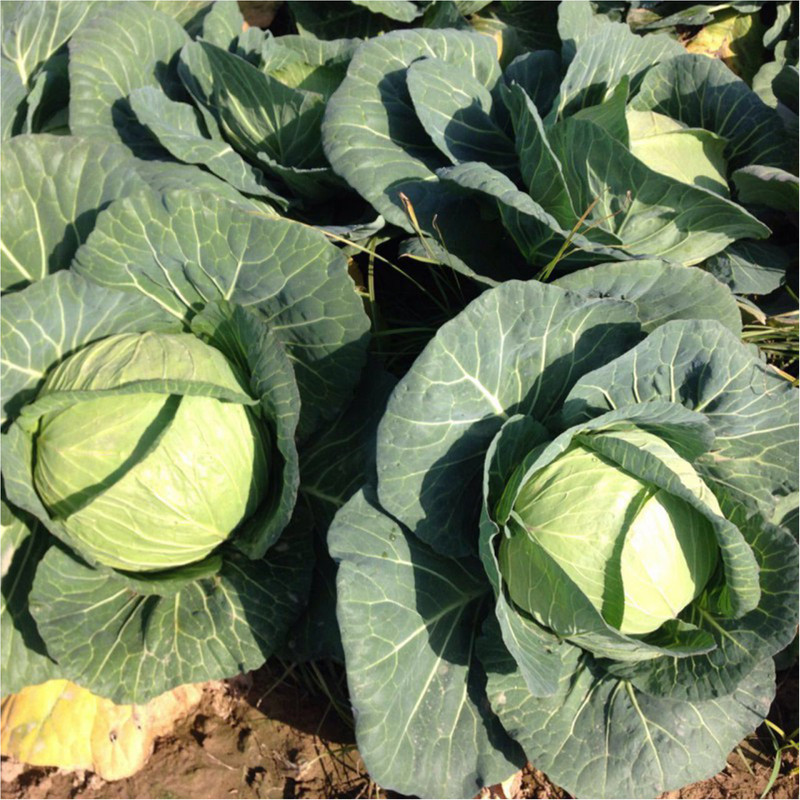 بذر کلم پیچ سبز تاکیتا مدل F1 بذر کلم پیچ سبز تاکیتا مدل F1