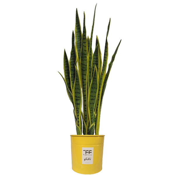 گیاه طبیعی سانسوريا ابلق تافکو کد 2024 گیاه طبیعی سانسوريا ابلق تافکو کد 2024