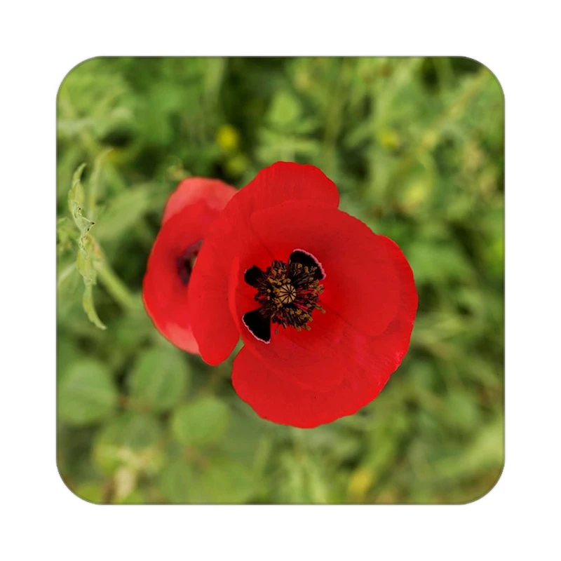 زیر لیوانی کاکتی طرح گل مدل mp19447