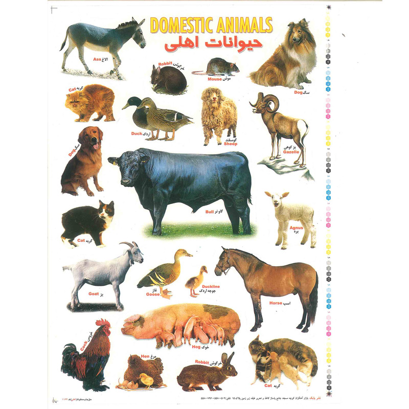 برچسب مدل آموزشی کودک طرح حیوانات اهلی بسته 3 عددی
