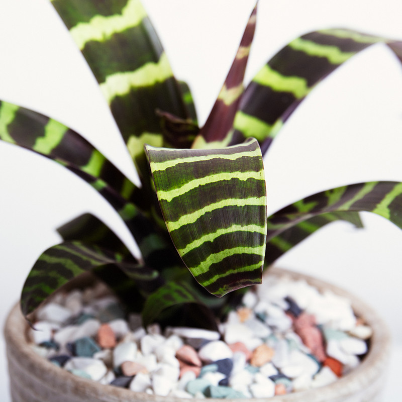 گیاه طبیعی ورزیا بنیس فلاور مدل P-30