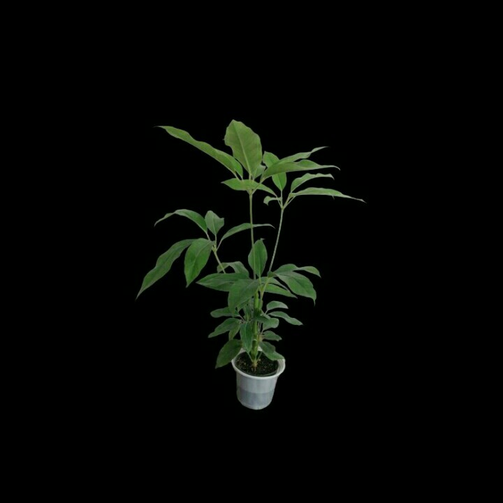 گیاه طبیعی شفلرا آمیت مدل shfa-2