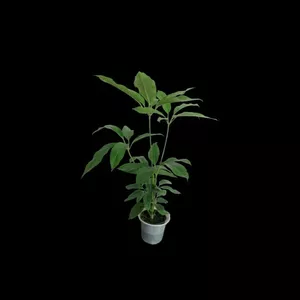 گیاه طبیعی شفلرا آمیت مدل shfa-2