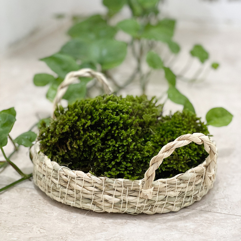 خزه مدل اسفنجی وزن 100 گرم