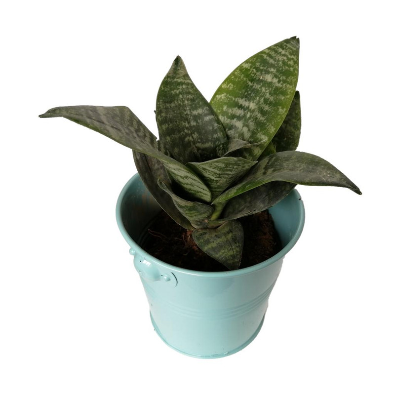 گیاه طبیعی سانسوریا پاکوتاه کد nf03