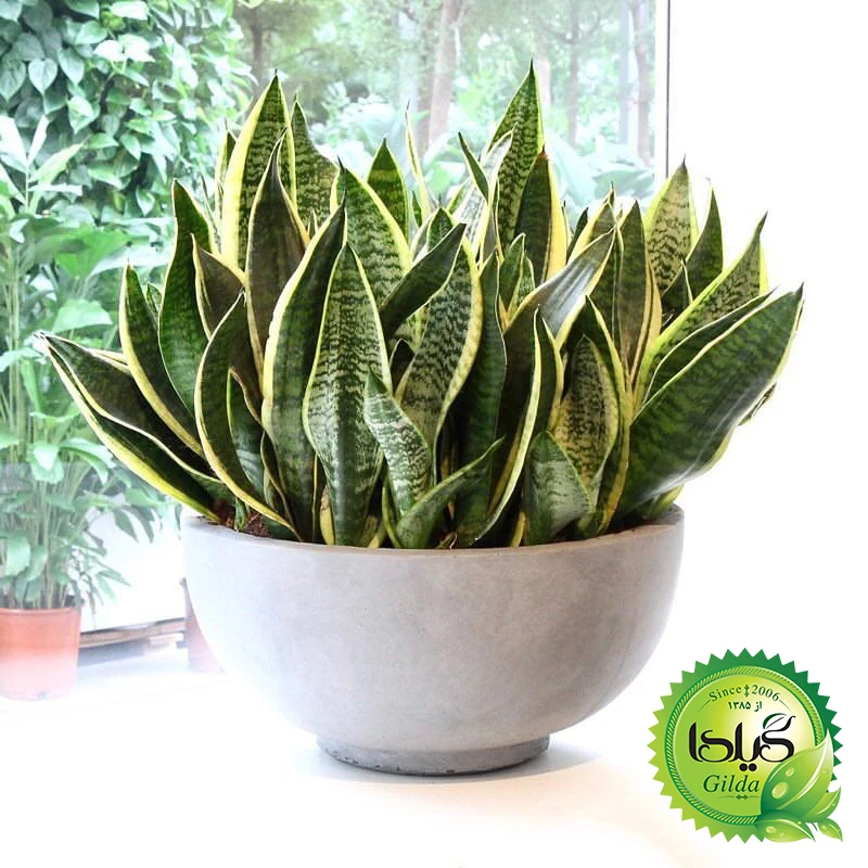 عکس شماره 6 : کود مایع کامل سانسوریا گیلدا مدل npk حجم 120 میلی لیتر