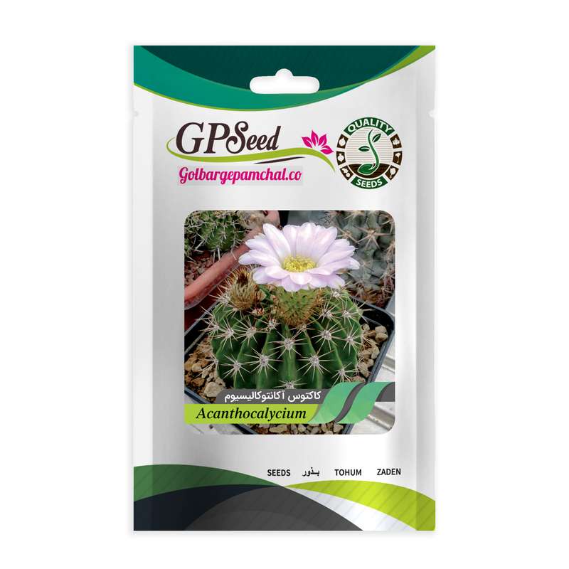 بذر کاکتوس آکانتوکالیسیوم جی پی سید مدل GP28655 بذر کاکتوس آکانتوکالیسیوم جی پی سید مدل GP28655