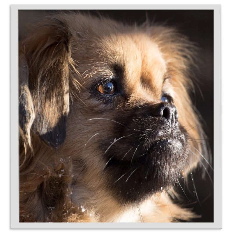 تابلو نوری بکلیت طرح سگ مدل لایت باکسی W-s1661