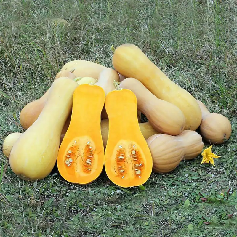 بذر کدو حلوایی نارنجی کد B36