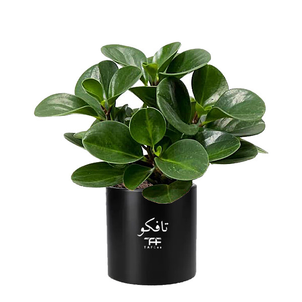 گل طبیعی قاشقی سبز تافکو مدل s1