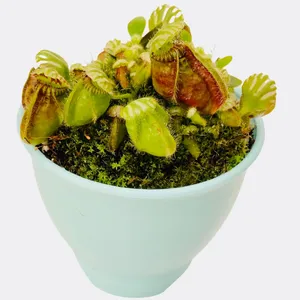 گیاه طبیعی سفالوتوس مدل گوشتخوار