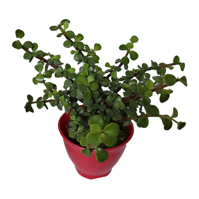 گیاه طبیعی کراسولا خرفه ای کد rp01