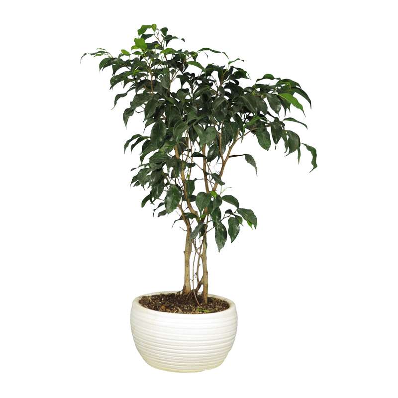 گیاه طبیعی بنجامین مدل بلک کد17- AS گیاه طبیعی بنجامین مدل بلک کد17- AS