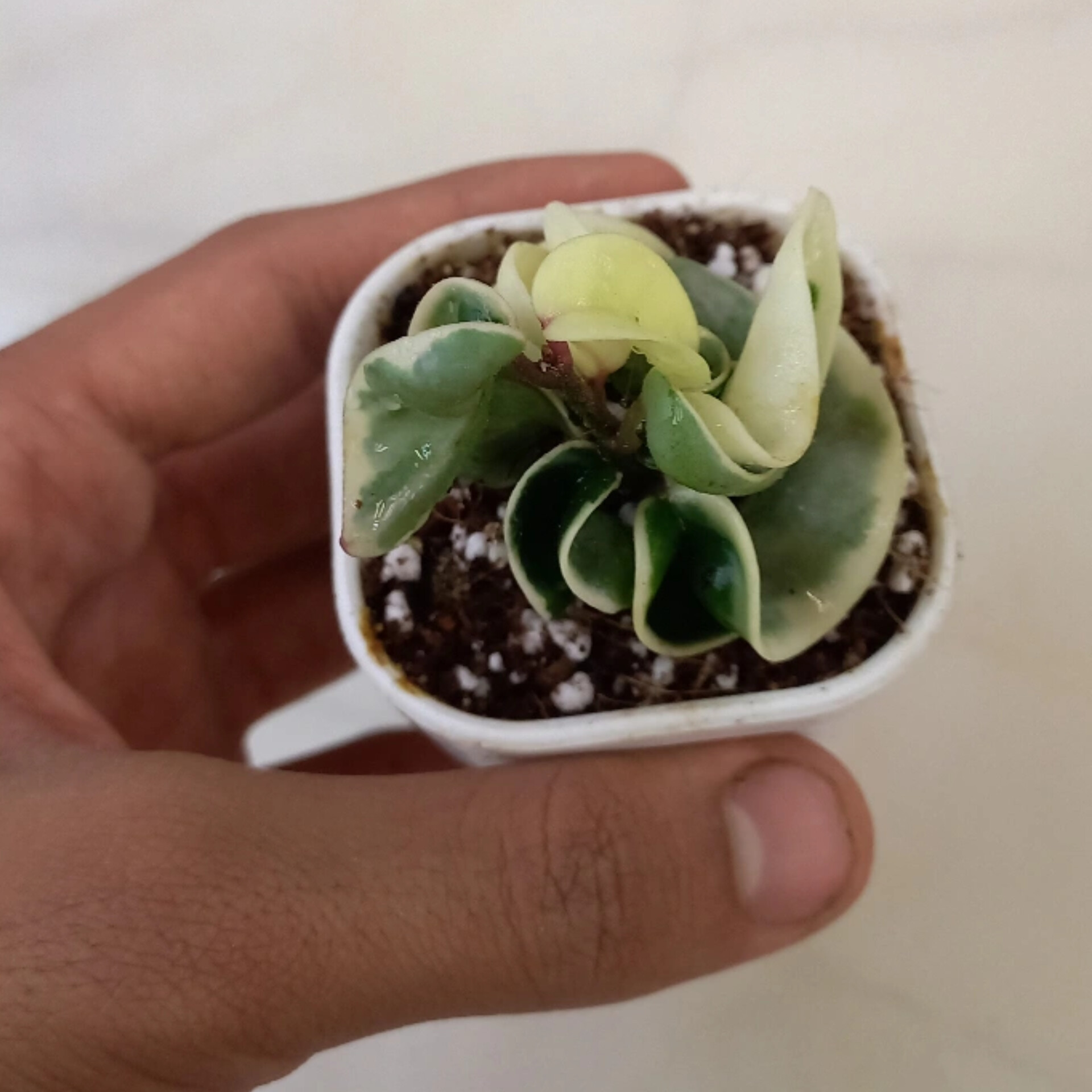 گیاه طبیعی هویا فر ابلق مدل کامپکتا ابلق