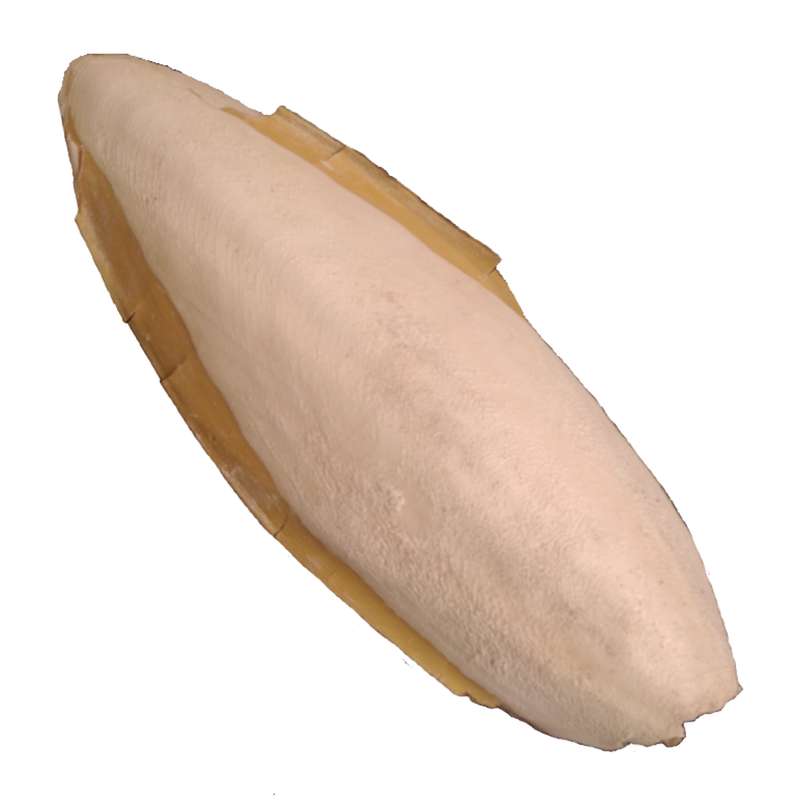 کف دریا کد M 55 وزن ۵۵ گرم کف دریا کد M 55 وزن ۵۵ گرم