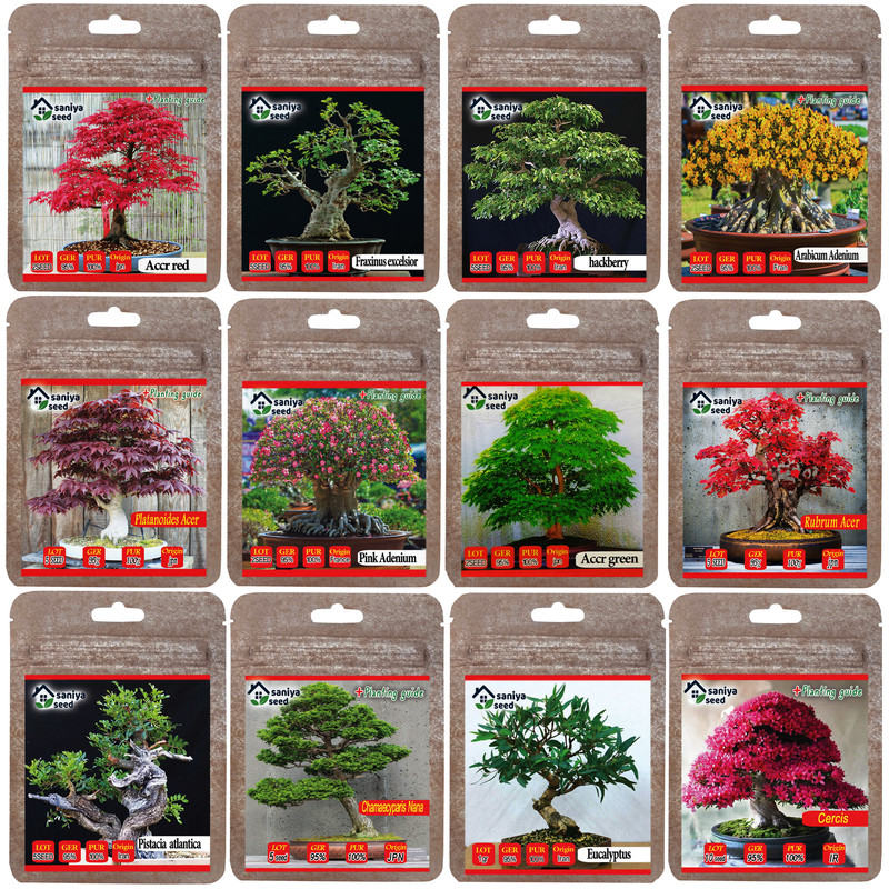 بذر بنسای سانیا سید مدل B6 مجموعه 12عددی