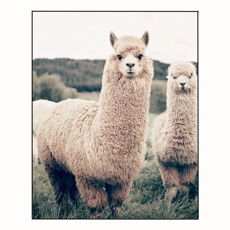 پوستر مدل چاپ عکس الپاکا در مرتع  