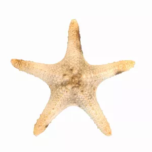 ستاره دریایی تزیینی مدل d11