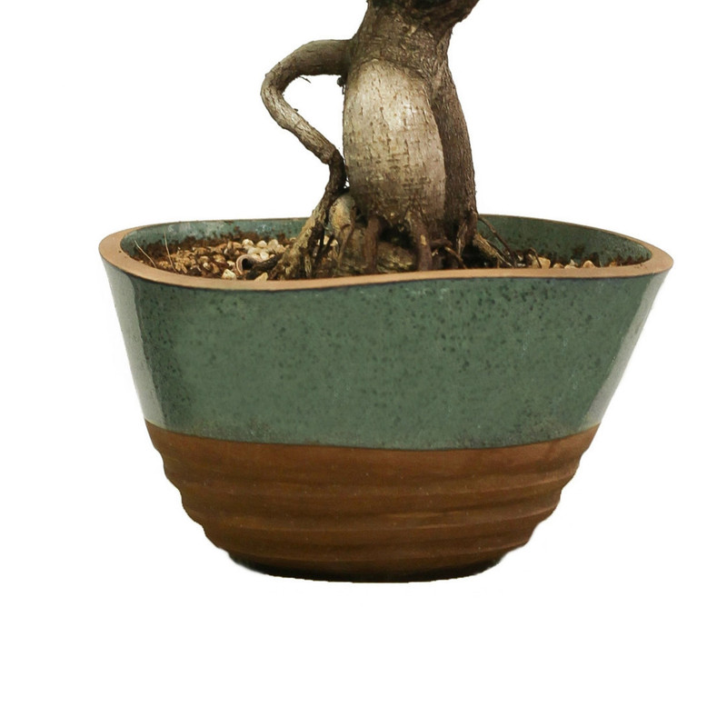 گیاه طبیعی بونسای جنسینگ مدل فیکوس گیاه طبیعی بونسای جنسینگ مدل فیکوس