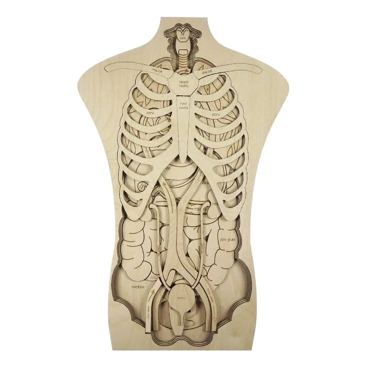 بازی آموزشی مدل مولاژ آناتومی بدن انسان کد M117-2