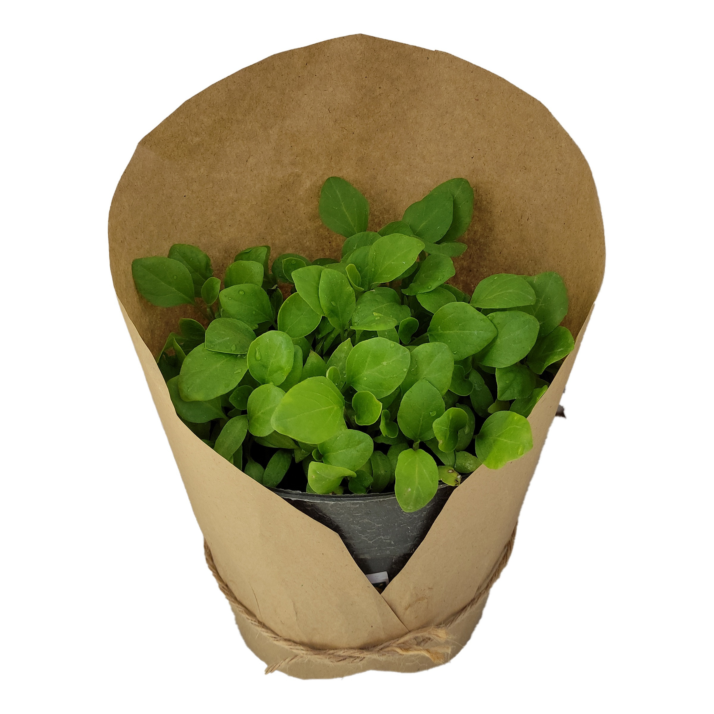 گیاه طبیعی نشا بادمجان کد yt46