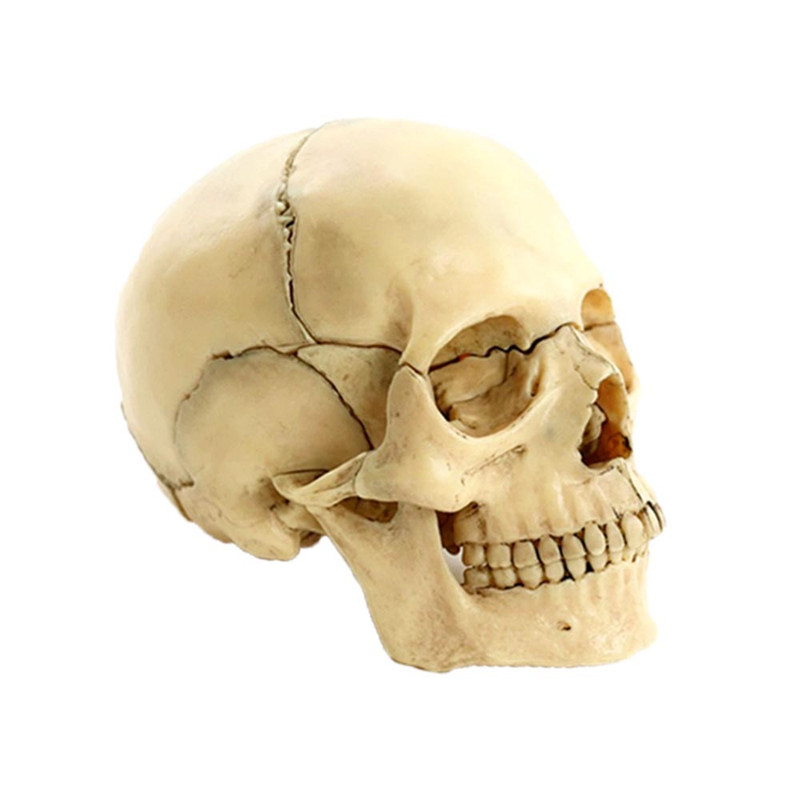 بازی آموزشی مدل   مولاژ جمجمه انسان کد A014