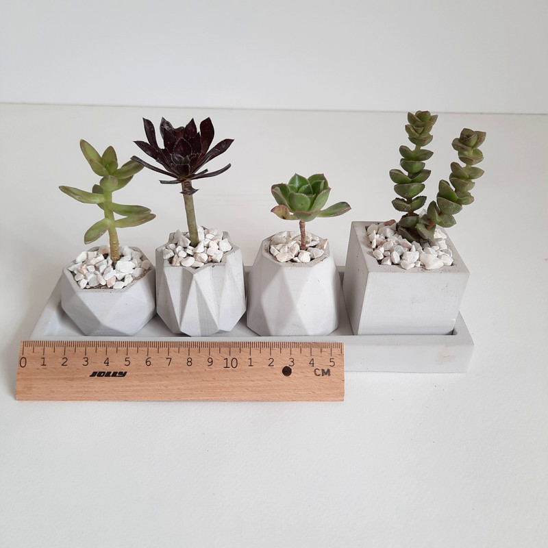 گیاه طبیعی کاکتوس و ساکولنت کد 003 مجموعه 5 عددی