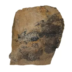 سنگ راف مدل شجرفسیلی کد 185