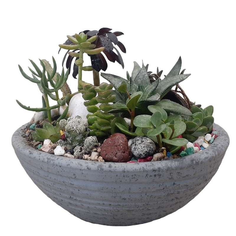 گیاه طبیعی کاکتوس مدل جزیره