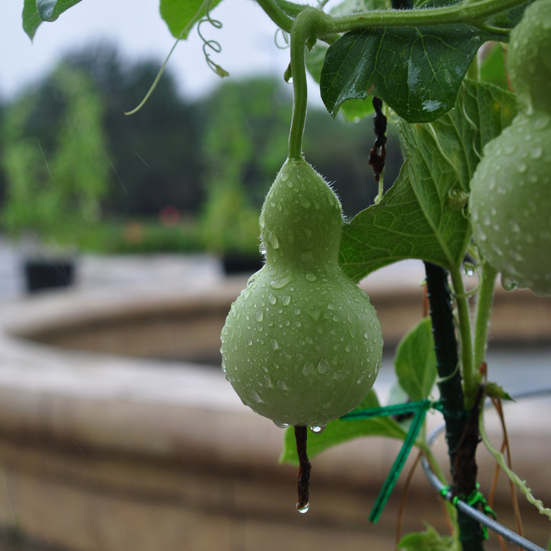 بذر کدو قلیونی وانیا سید مدل W59