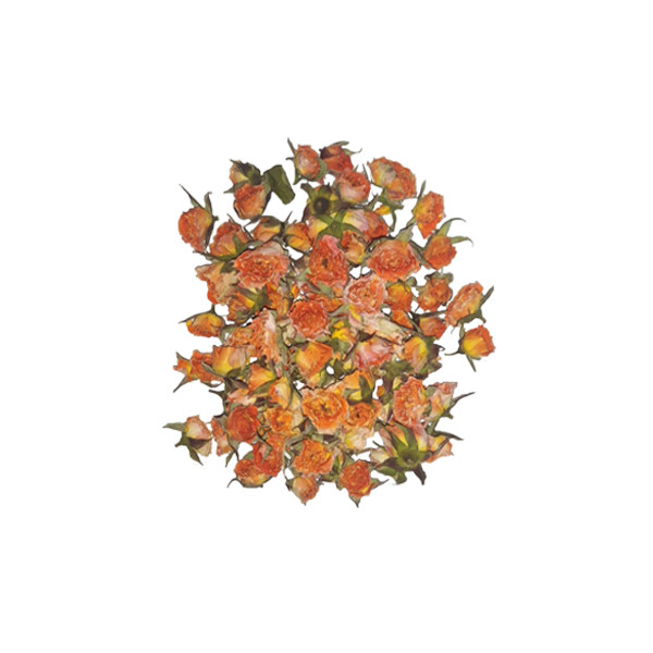 غنچه گل رز خشک مدل K2