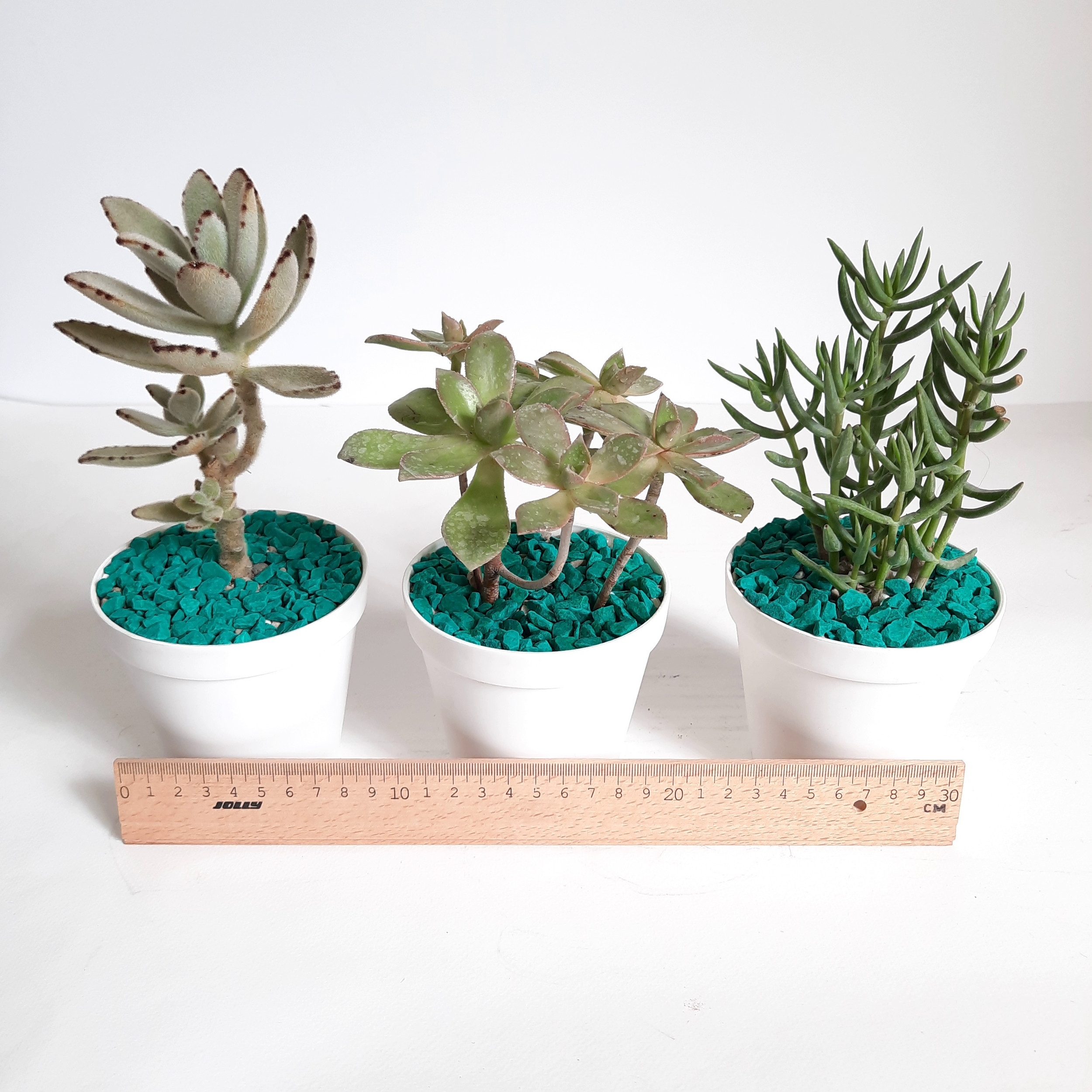 گیاه طبیعی آئونیوم و ساکولنت کد A مجموعه 3 عددی