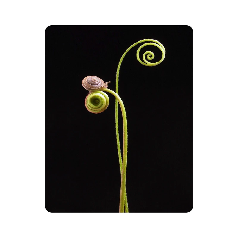 ماوس پد اطلس آبی طرح  حلزون و گیاه مدل T5882