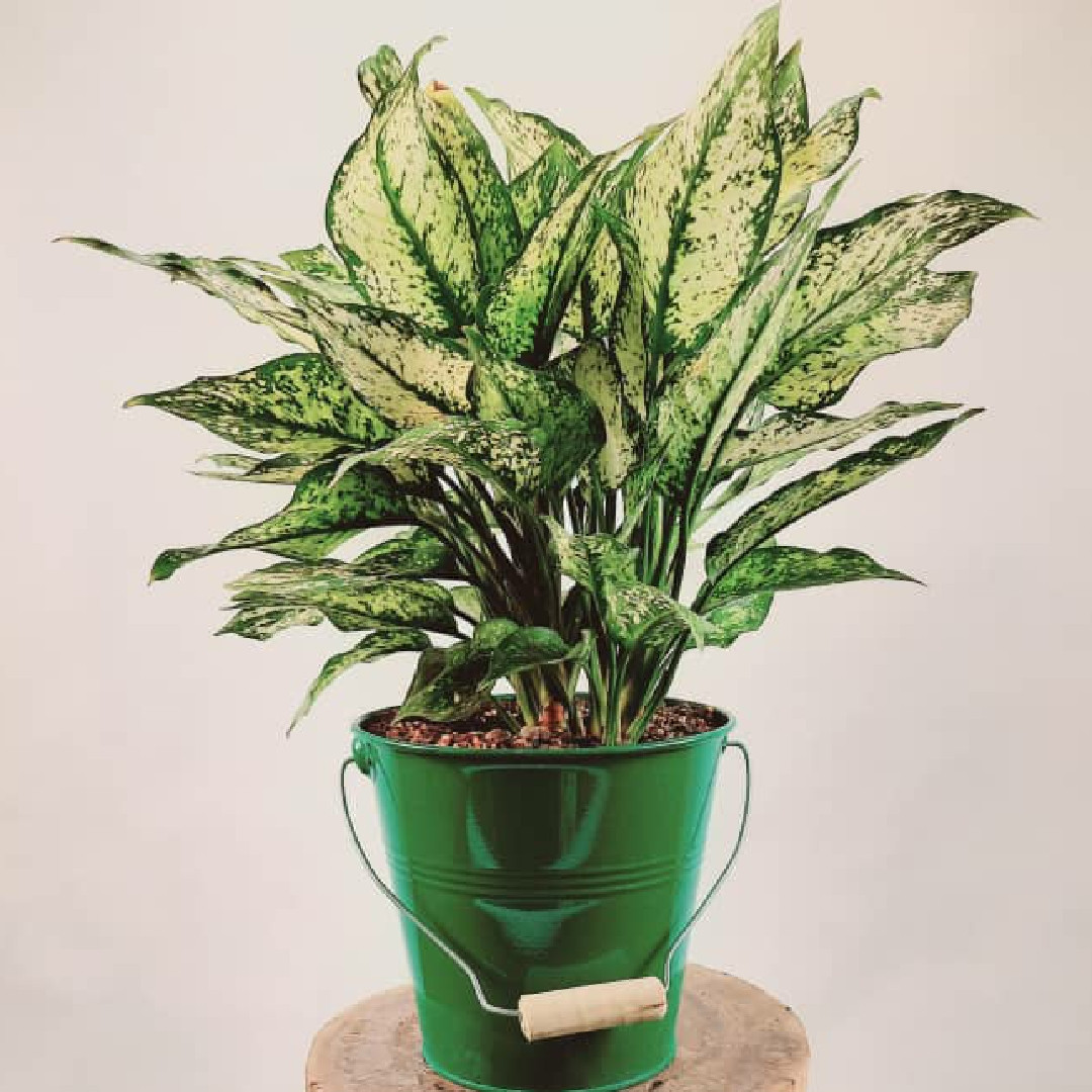 گیاه طبیعی آگلونما کد AG2