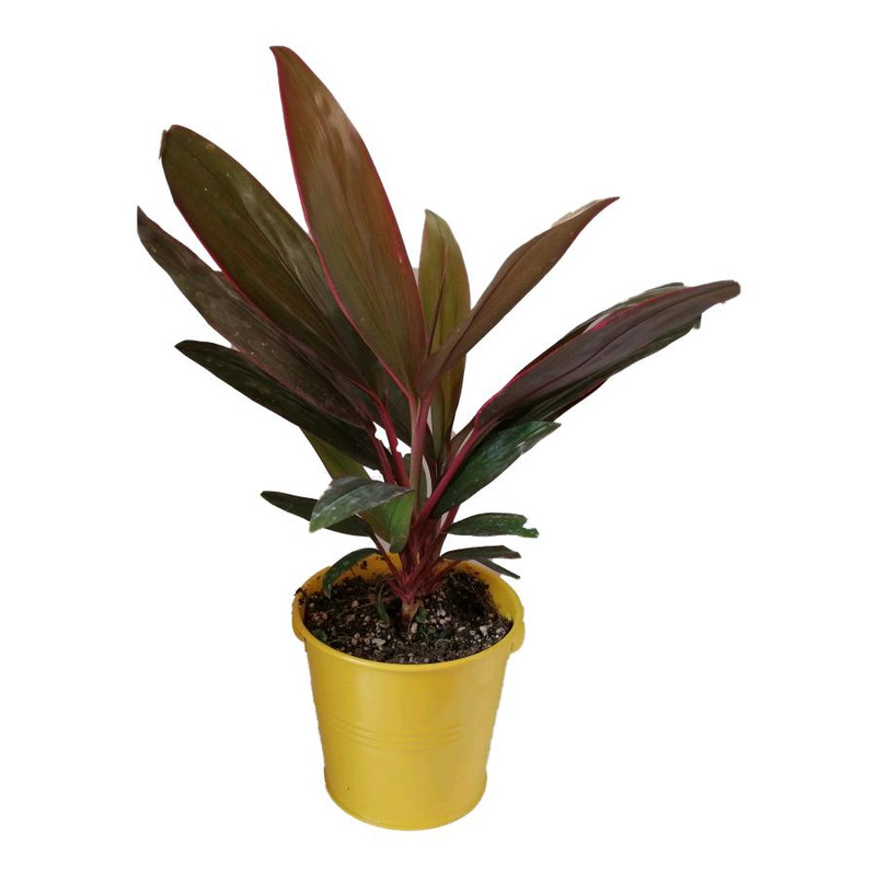 گیاه طبیعی کردلین کد uf01