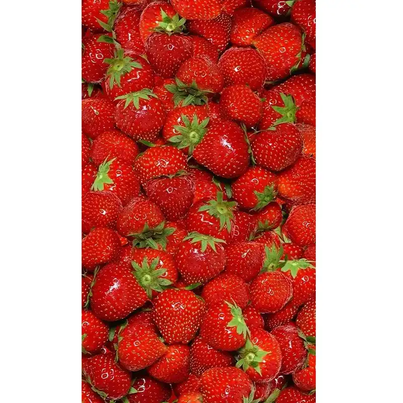 بذر توت فرنگی گاویتا فصل سبز کد FSSEED-034