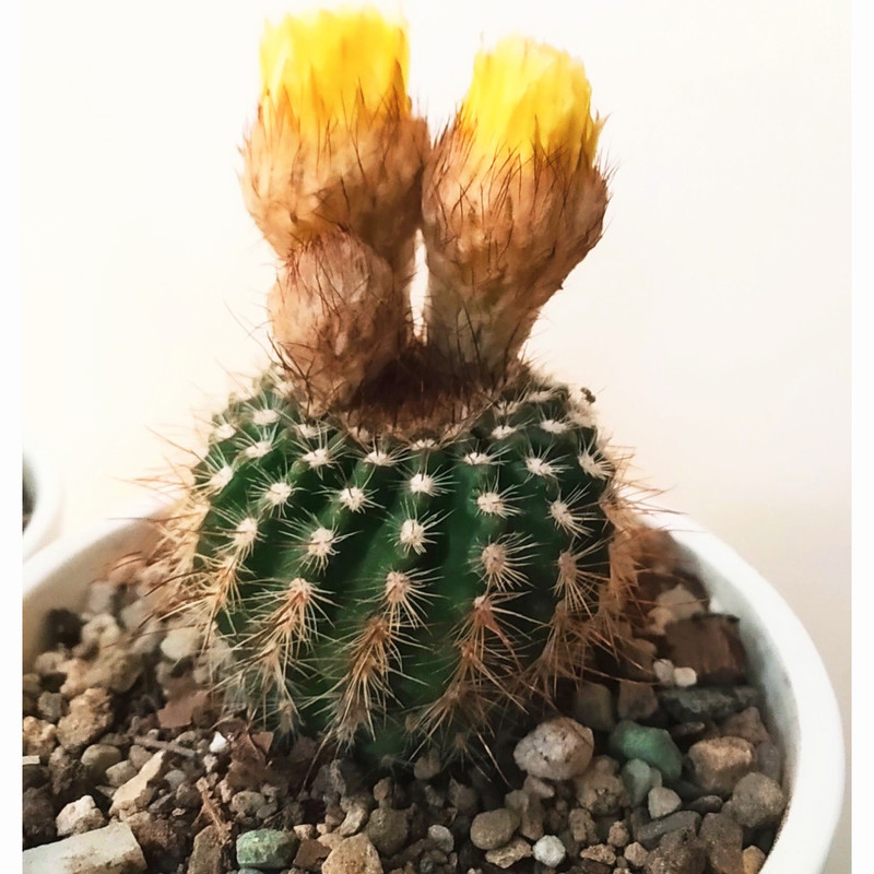 گیاه طبیعی کاکتوس مدل C-47 مجموعه 2 عددی گیاه طبیعی کاکتوس مدل C-47 مجموعه 2 عددی