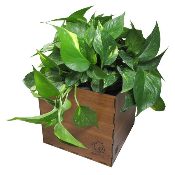 گیاه طبیعی پوتوس ناردونه کد S - M01 گیاه طبیعی پوتوس ناردونه کد S - M01