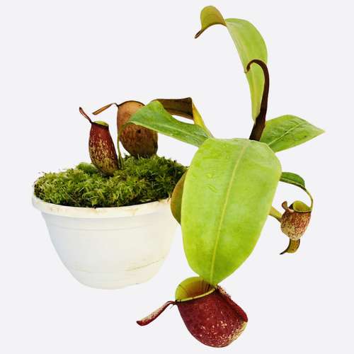 گیاه طبیعی گوشتخوار نپنتس مدل Ampullaria 01