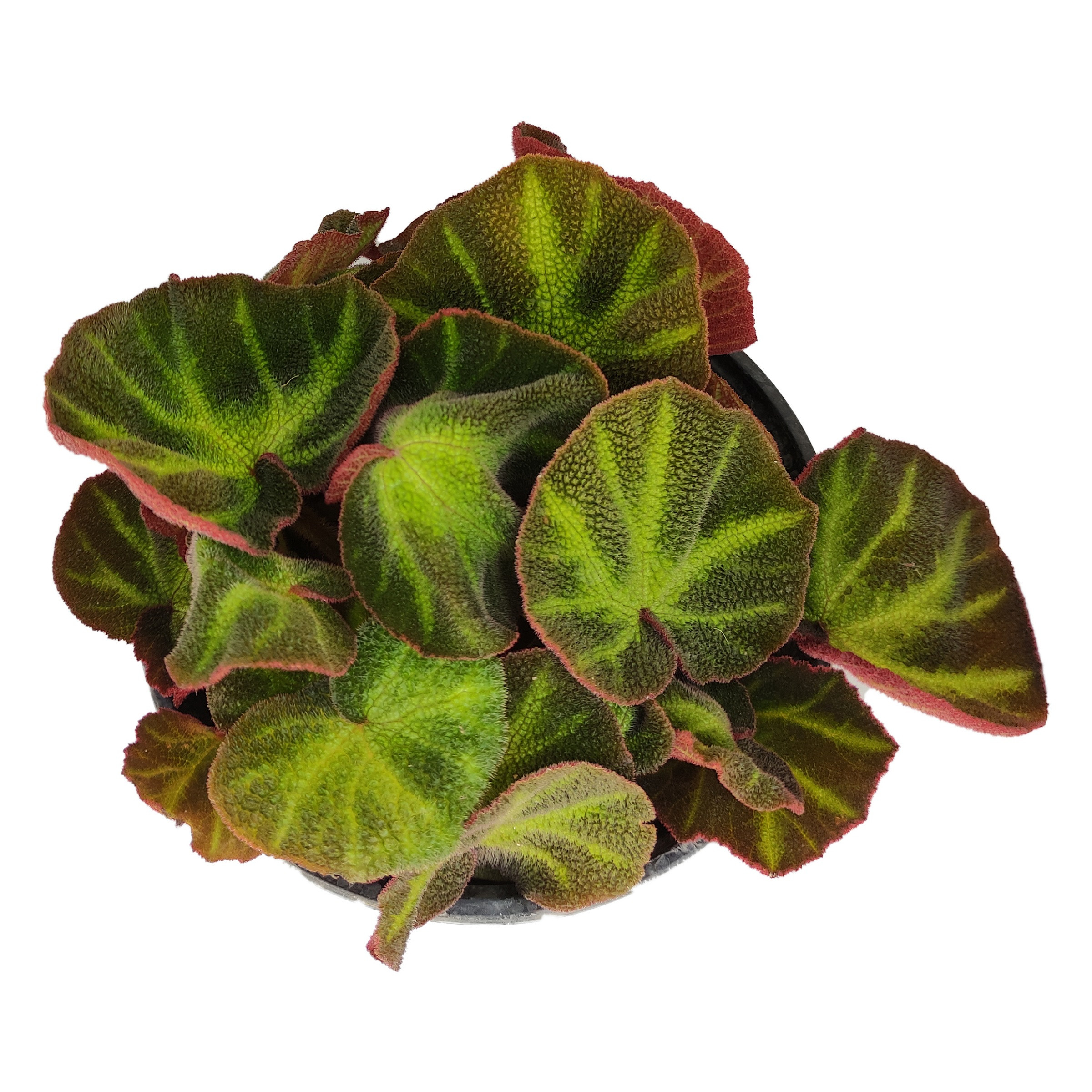 گیاه طبیعی بگونیا کد yt36