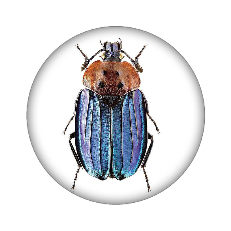 استیکر تزئینی موبایل مدل سوسک کد 3815