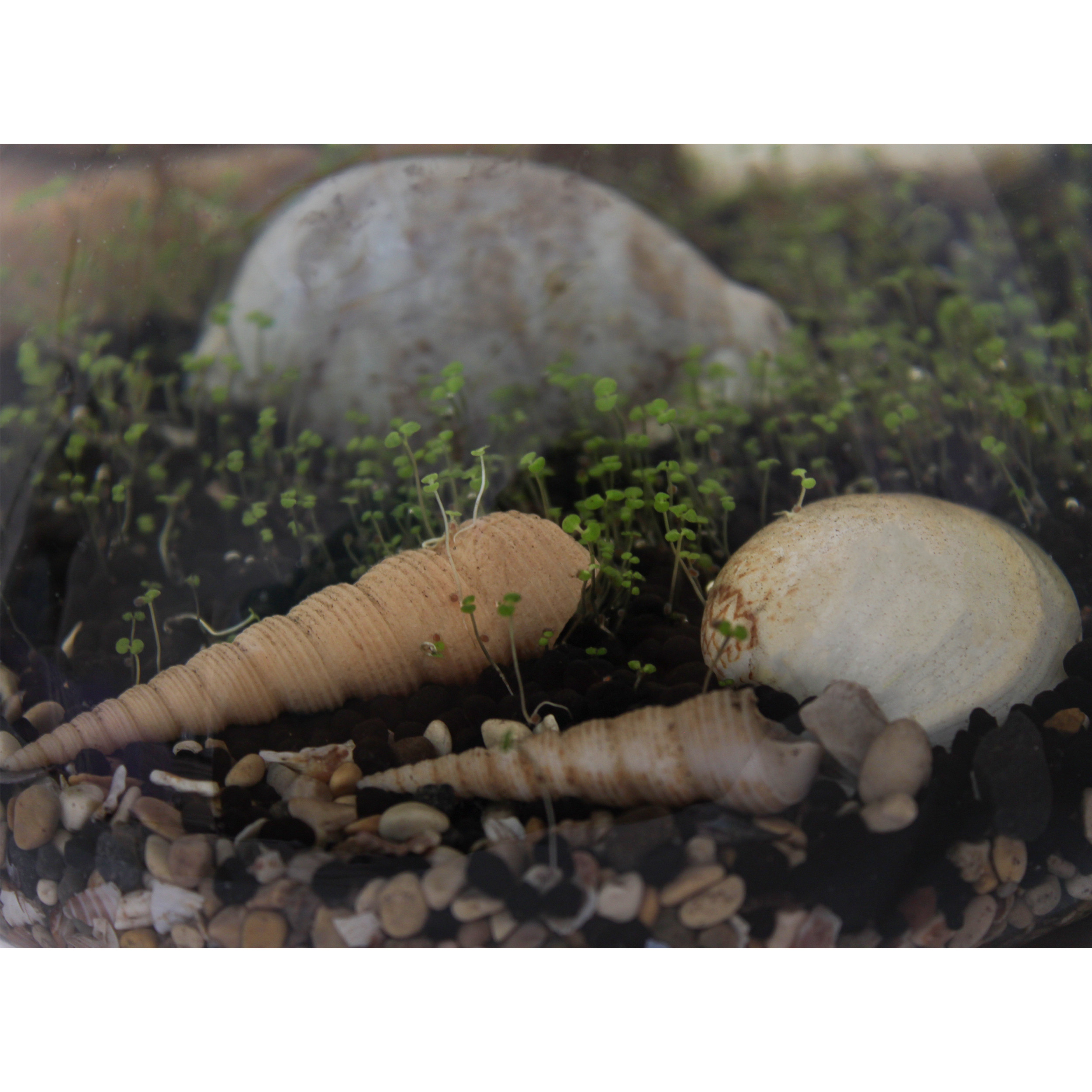 ویواریوم گیاه طبیعی کد hcircle-108 ویواریوم گیاه طبیعی کد hcircle-108