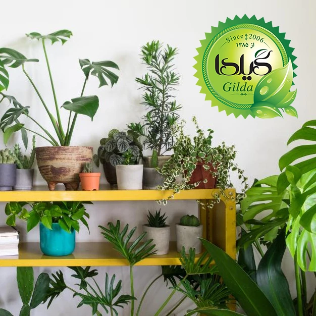 عکس شماره 6 : کود مایع کلات آهن افزایش سبزینگی گیلدا مدل fe6-eddha حجم 120 میلی لیتر